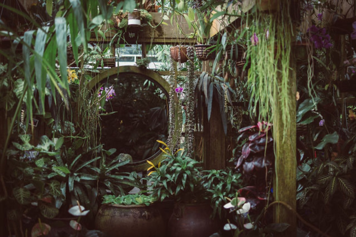 Hanging ferns and orchids framing a round doorway in a San Francisco garden
